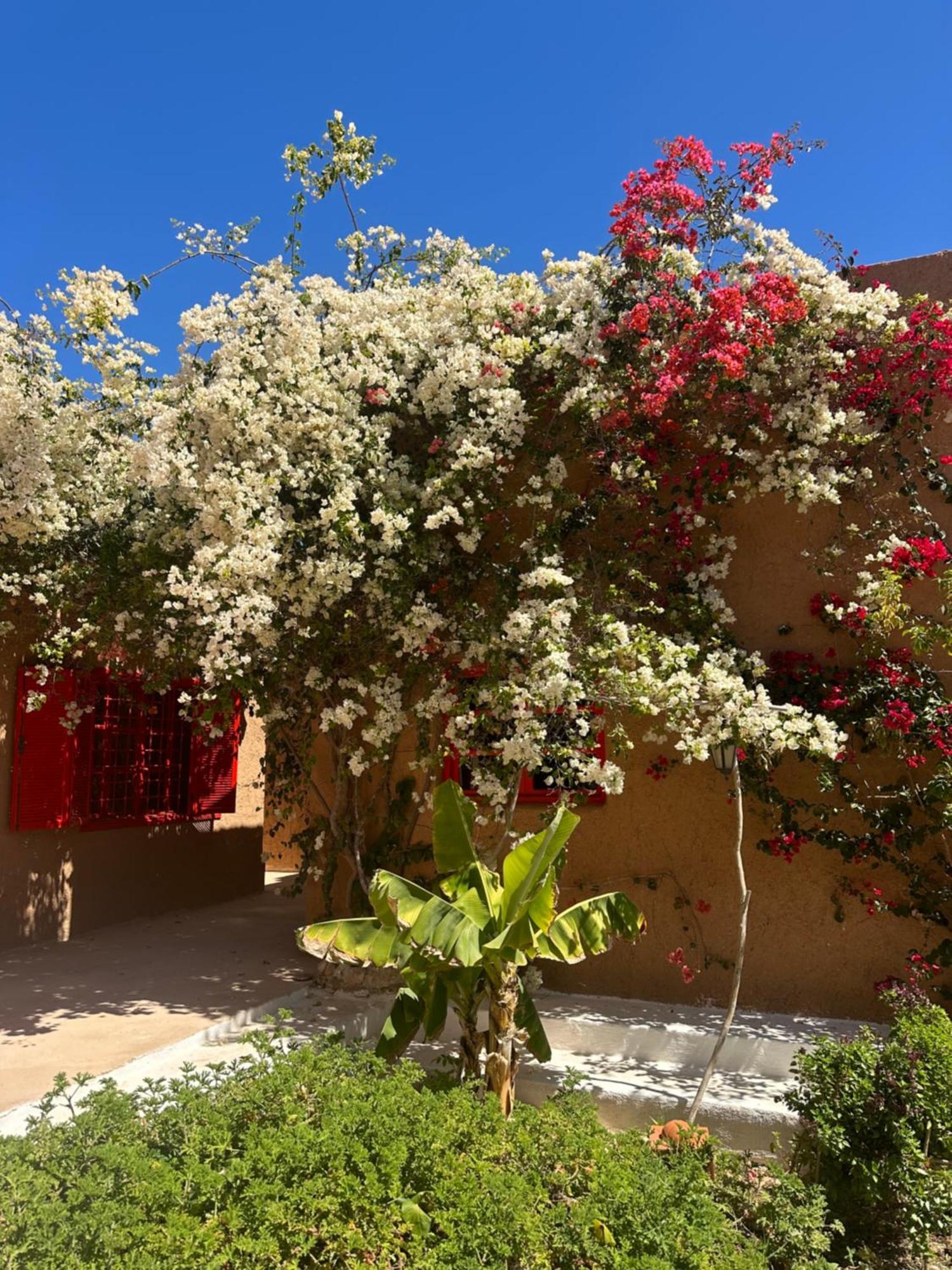 Dar Tawarta Guest House Dajla Exterior foto